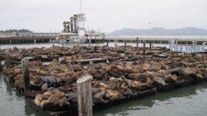 sea-lions-pier-39-San-Francisco • A Passion and A Passport