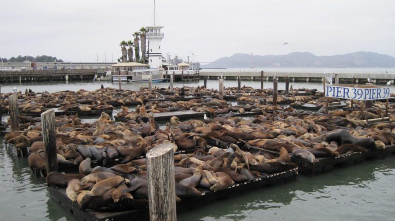 PIER 39 Things to Do - 14 Activities on San Francisco Waterfront