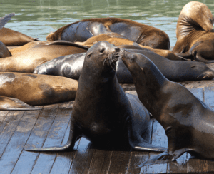 14 Things You Should Know Before Visiting PIER 39