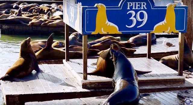 The famous sea lions of San Francisco’s Pier 39