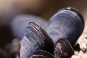 how to get sand out of mussels