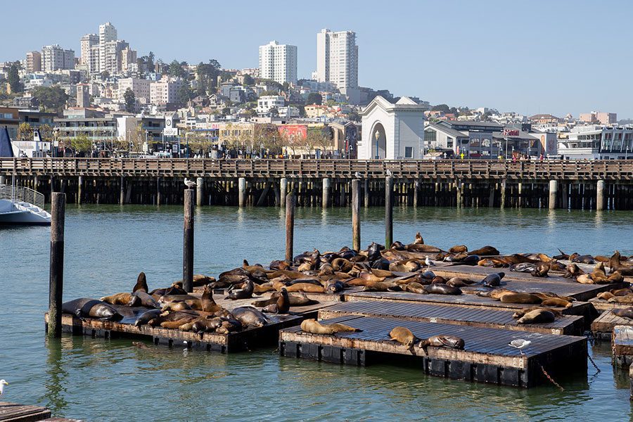 A picture of San Francisco’s Pier 39 with Sea Lions foreground and the shops in the background.