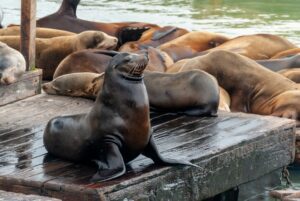 sea lions on San Francisco’s Pier 39